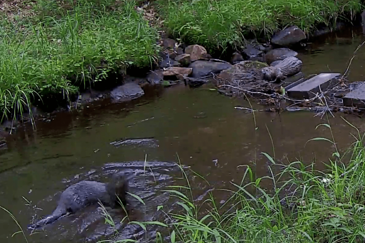 Otter Pair Head Upstream 6_26_21