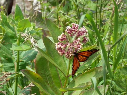 Monarch feeds on milkweed