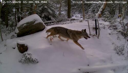 Coyote Deer push 2 ReoStream.20201217 150039242 1