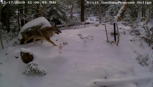 Coyote deer push 1 ReoStream.20201217 150038643 1
